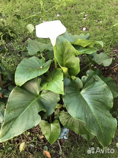 Калла эфиопская