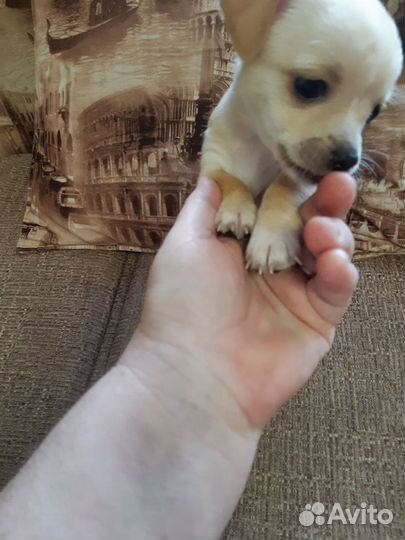 Мини той-терьер щенок