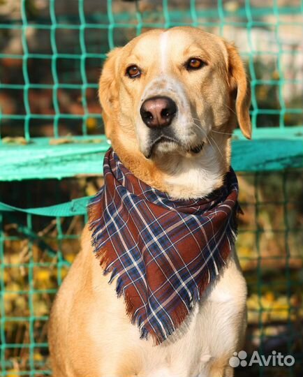 Особенный пёс Гарри ищет дом