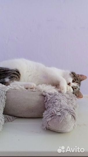 Котёнок без хвоста и сапог, но в штанах