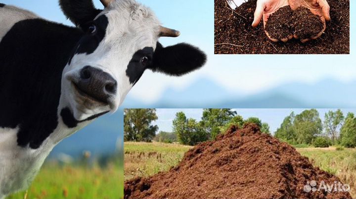 Навоз коровий с доставкой