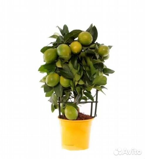 Дерево лимона 1-3 м высотой 