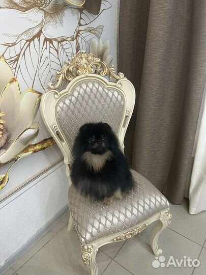 Стрижка собак/кошек зоосалон Тайгер