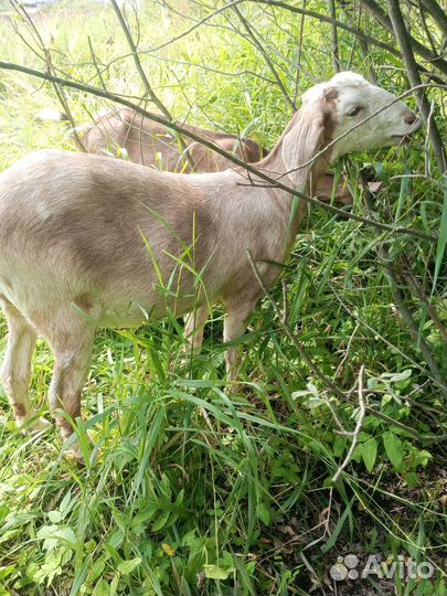 Поросята вьетнамские легченые. Козы
