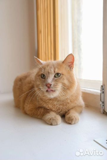 Кот 5+ кг