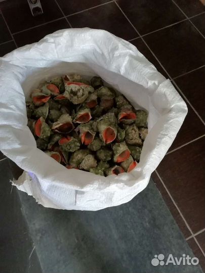 Раковина рапана