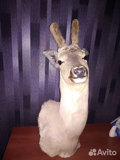 Чучело косули