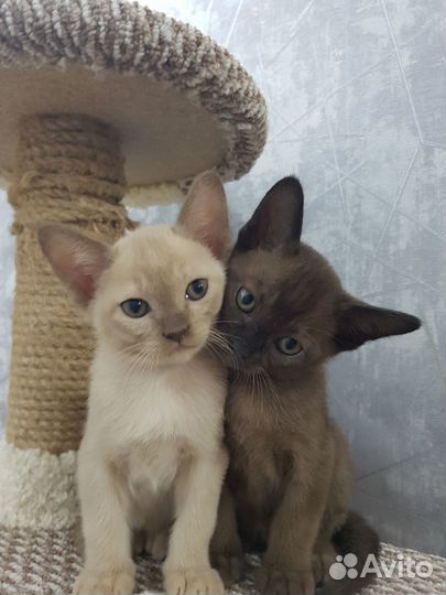 Котята европейской бурмы