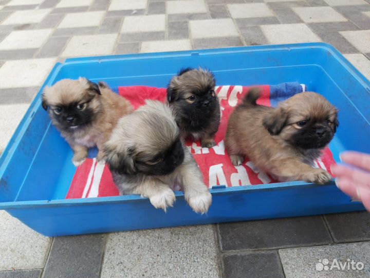 Щенки пекинеса