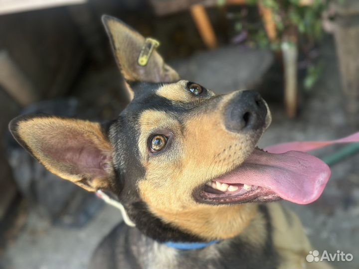 Метис овчарки