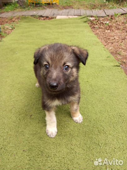 Щенок-мальчик Зевс в добрые руки бесплатно