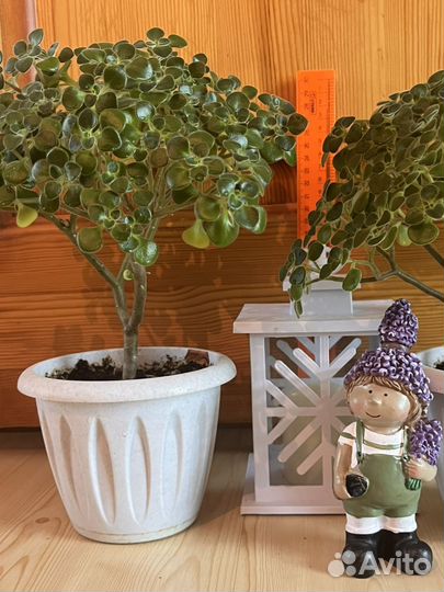 Аихризон - дерево любви