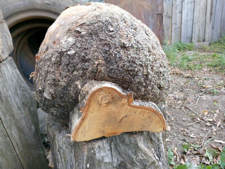 Кап Сувель Березовый