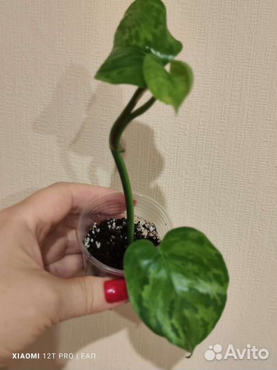 Сциндапсусы и эпипремнумы