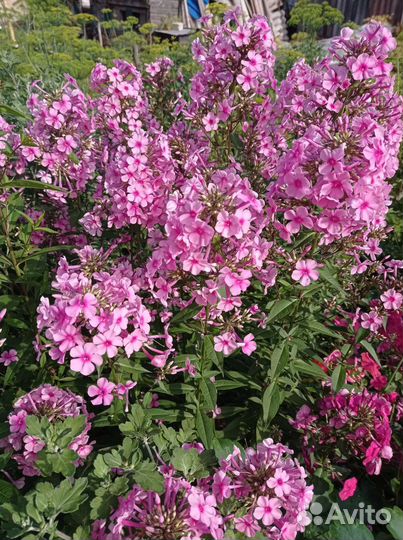 Многолетние цветы