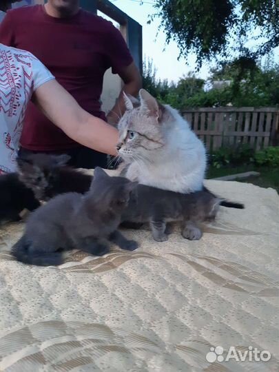 Котята в добрые руки