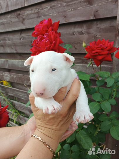 Собака минибулик