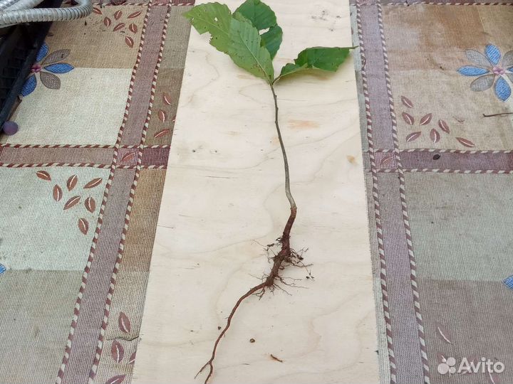 Саженцы каштана съедобного