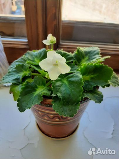 Цветущие фиалки