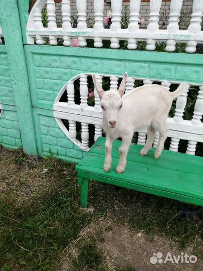 Продам козлят