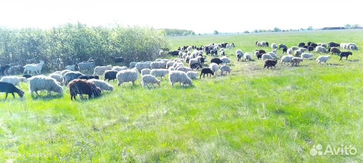 Баран на Гурбан Байрам