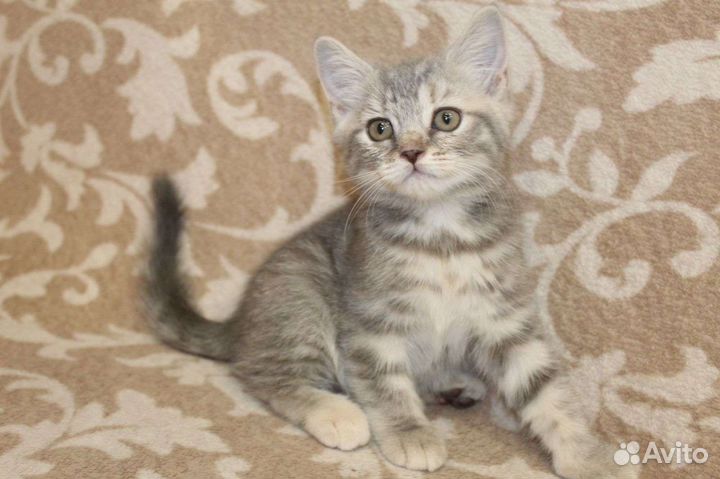 Шотландский котёнок девочка