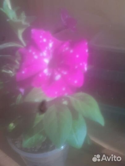 Распродажа вегетативных петуний