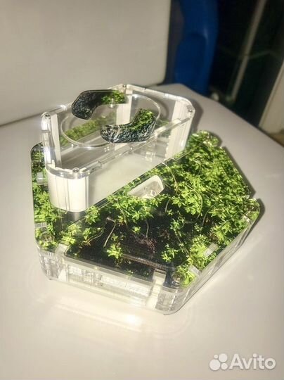 Муравьиная ферма