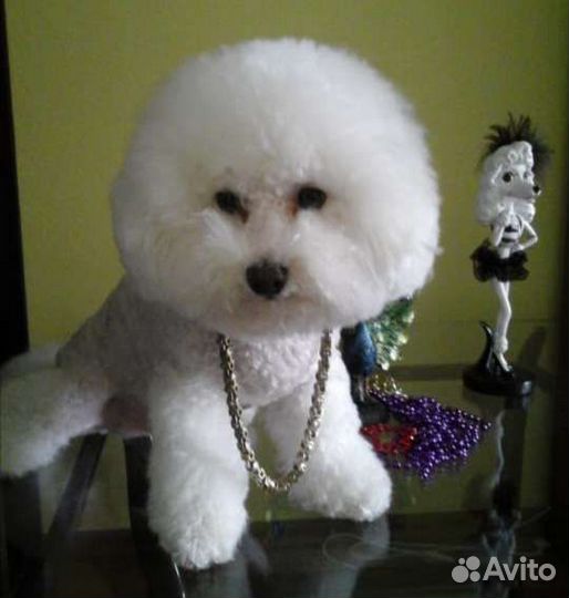 Болонка пудель