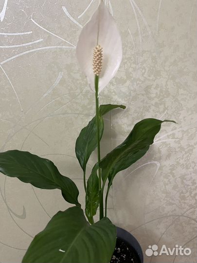 Спатифиллум (женское счастье)