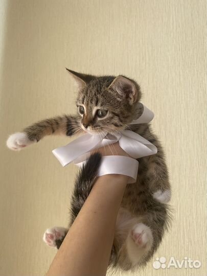 Котенок
