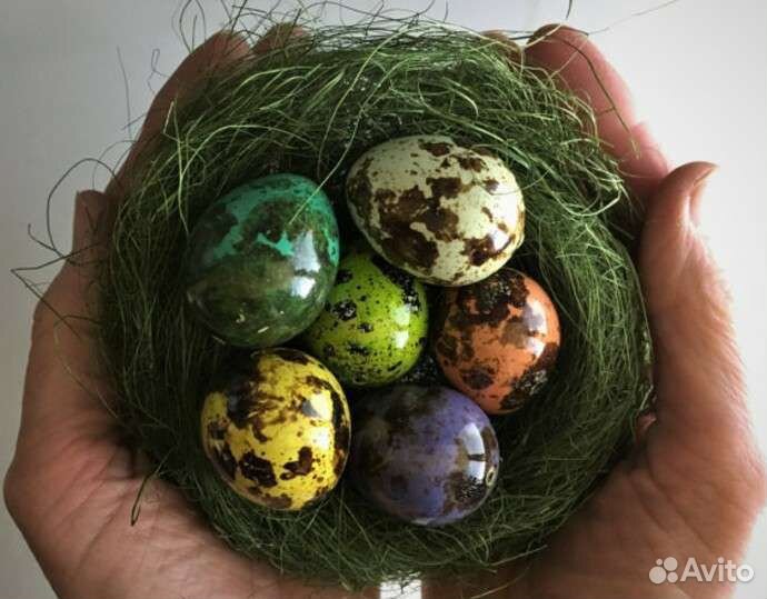 Перепела суточные,подрощенные, мясо перепелов