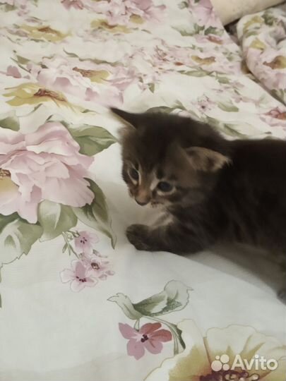 Котята в добрые руки бесплатно