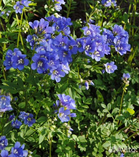 Многолетники