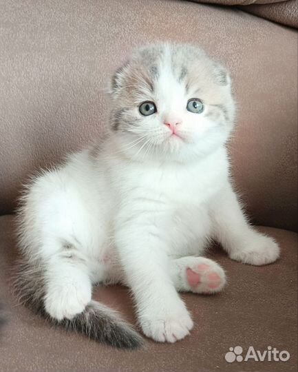 Шотландский вислоухий короткошерстный малыш