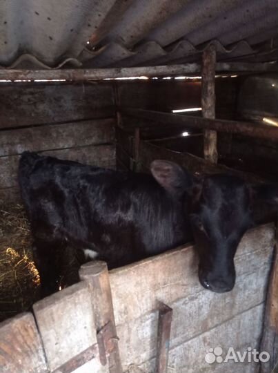 Продам двух тёлочек,одной 2 мес др.1 мес