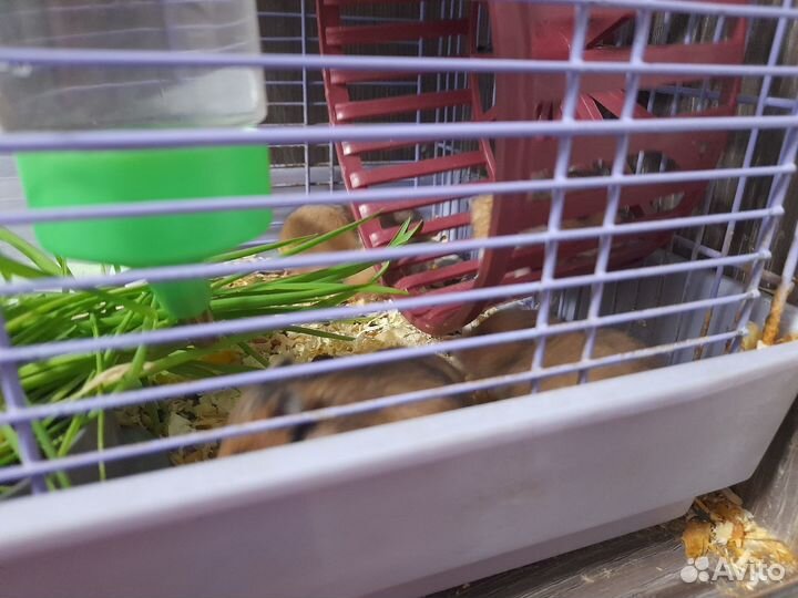 Сирийские хомячки малыши