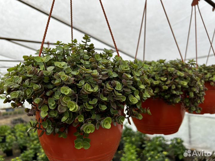 Домашние растения цветы