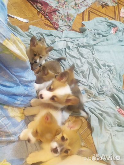 Собаки щенки