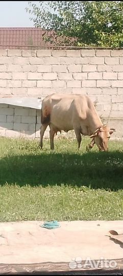 Корова стельная дойная