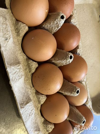Домашние куриные яйца