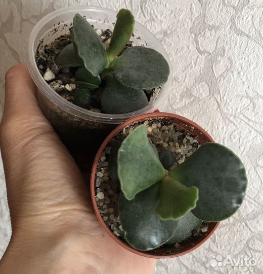 Суккулент Адромискус Купера
