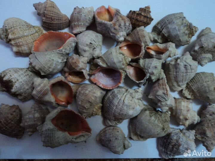 Гуппи, корм для рыбок