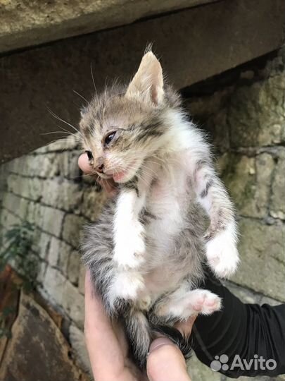Котики в добрые руки