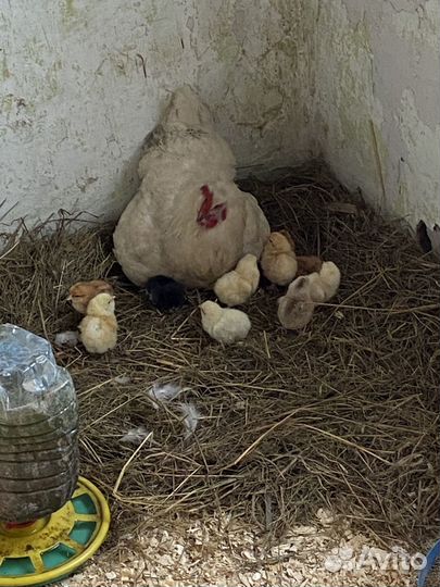 Цыплята суточные