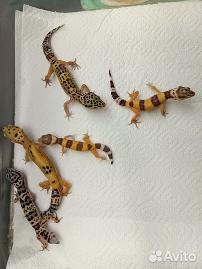 Малыши эублефаров