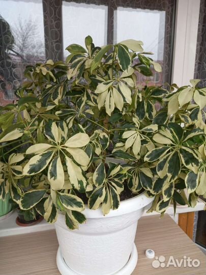 Комнатные растения цветы