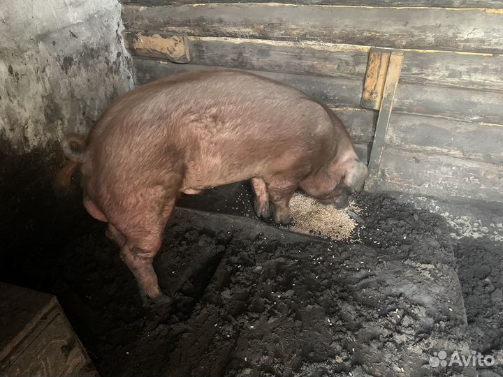 Хряк на племя