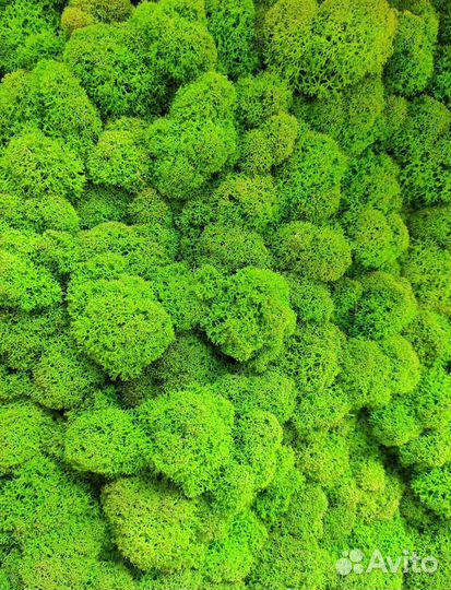 Стена из стабилизированного мха