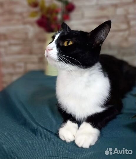 Ласковая кошечка Рина в добрые руки